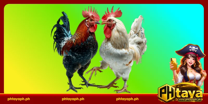 PHTAYA Sabong Rules - The Most Accurate Guide For Beginners